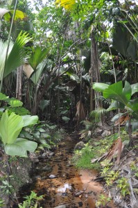 vallee de mai in praslin Seychelles